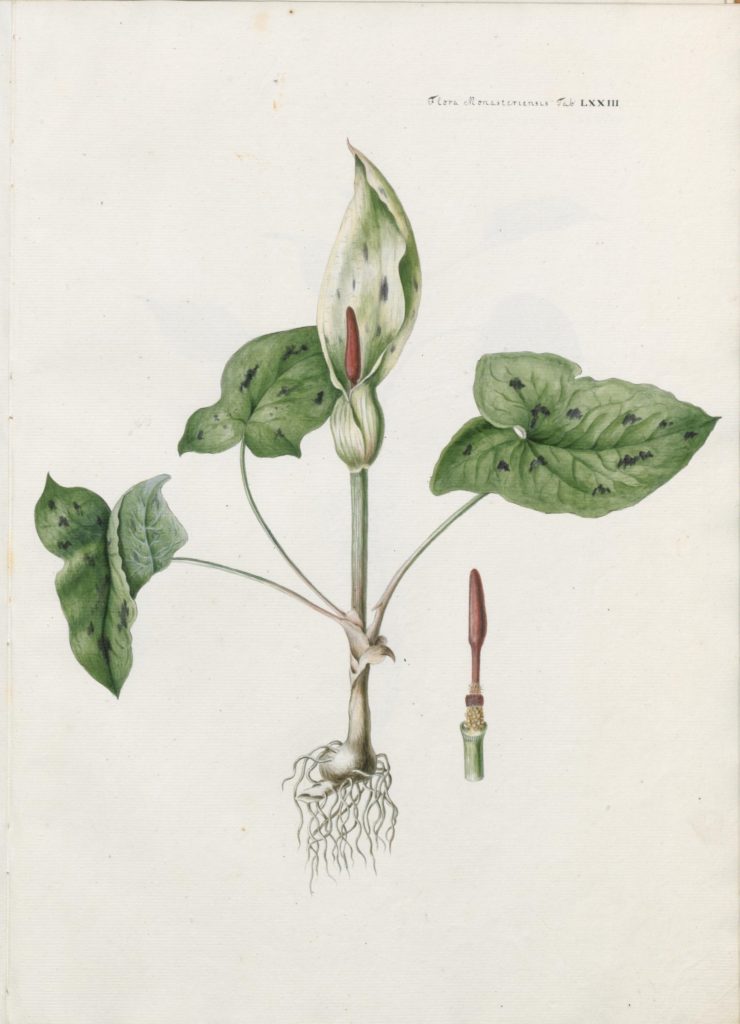 Botanische Zeichnung des gefleckten Aronstabs von Franz Wernekinck aus dem Jahr 1798