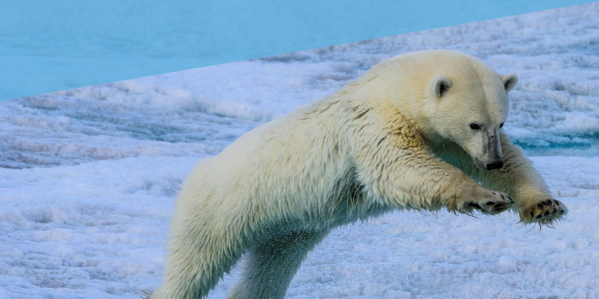 Ein Eisbär spricht über eine Eisscholle